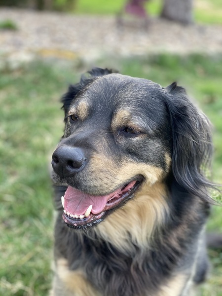 Entry image for Cooper. Clicking this image will show a larger photo