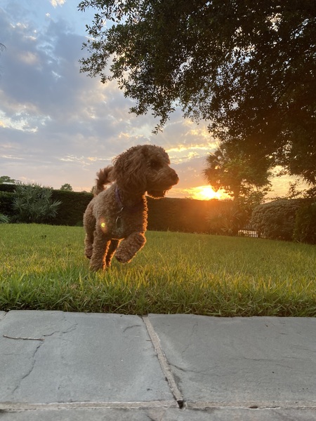 Entry image for Hermione. Clicking this image will show a larger photo