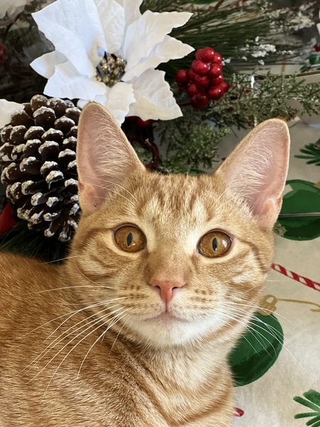 Entry image for Nissan. Clicking this image will show a larger photo