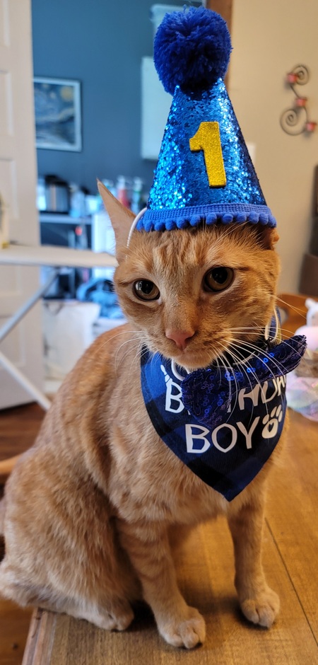 Entry image for Pumpkin. Clicking this image will show a larger photo