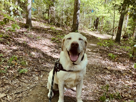 Entry image for Murphy. Clicking this image will show a larger photo