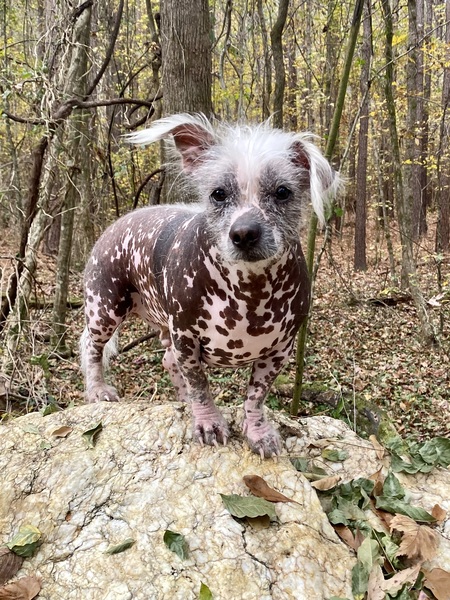 Entry image for Roof. Clicking this image will show a larger photo