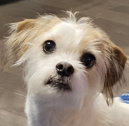 Entry image for Ozzie. Clicking this image will show a larger photo