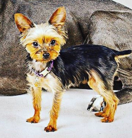 Entry image for Dabo . Clicking this image will show a larger photo