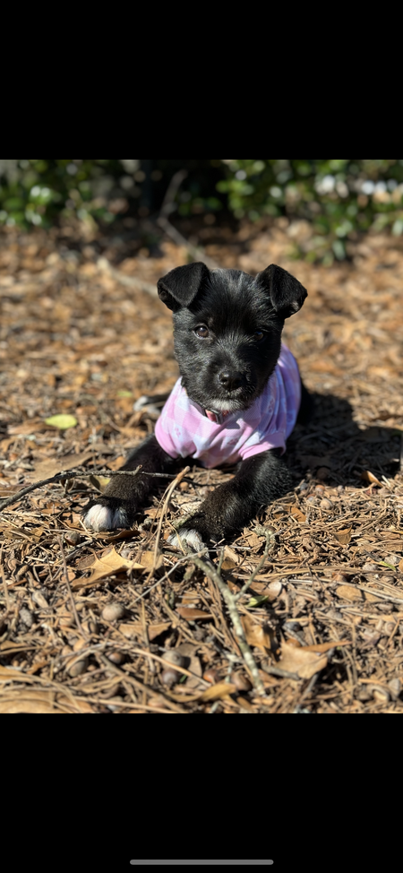 Entry image for Dolly. Clicking this image will show a larger photo