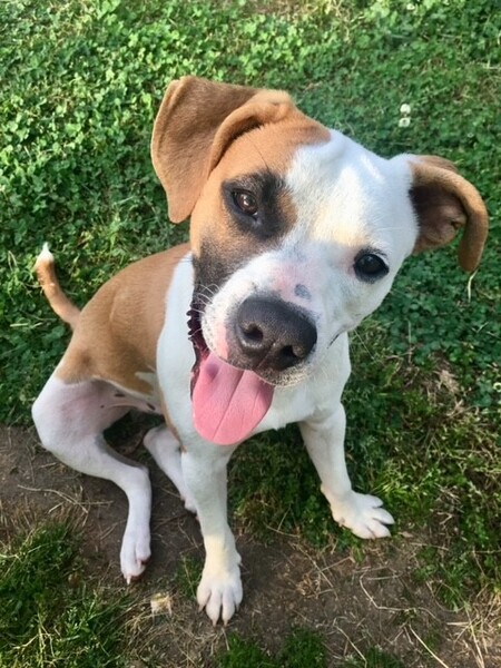 Entry image for Duckie. Clicking this image will show a larger photo