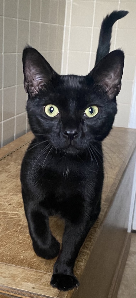 Entry image for Batman. Clicking this image will show a larger photo