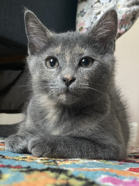 Entry image for Smokey. Clicking this image will show a larger photo