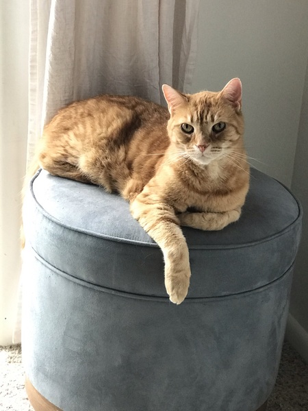 Entry image for Diesel. Clicking this image will show a larger photo