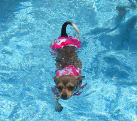 Entry image for Gigi. Clicking this image will show a larger photo