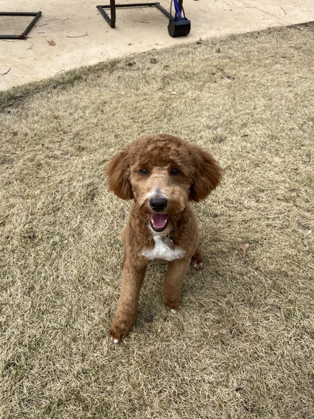 Entry image for Molly. Clicking this image will show a larger photo