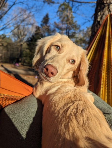 Entry image for Milo . Clicking this image will show a larger photo