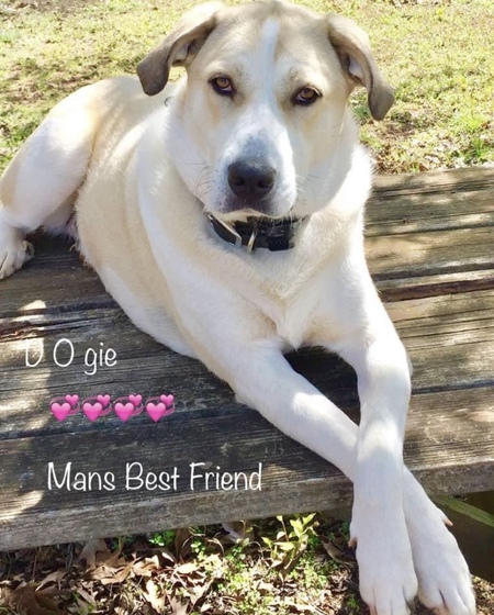 Entry image for DOGie. Clicking this image will show a larger photo