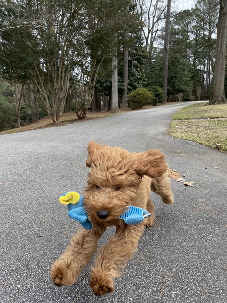 Zeppelin 
