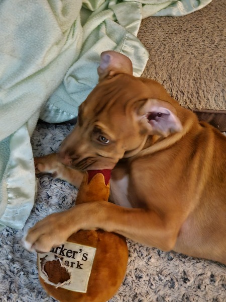 Bodie