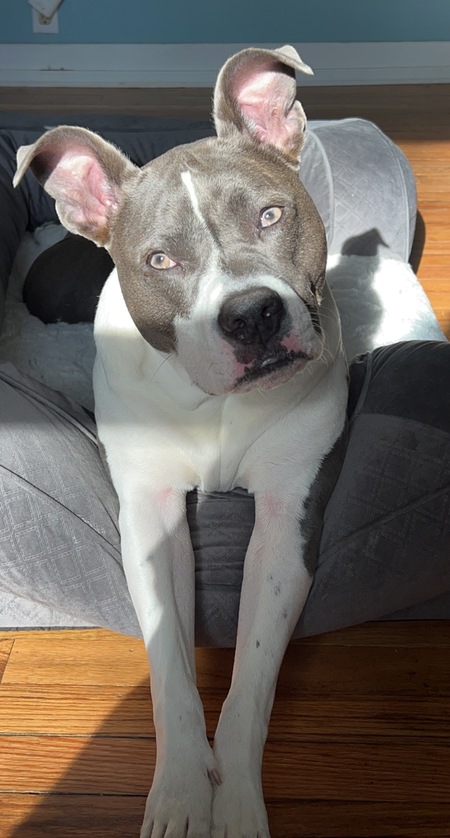 Nyla
