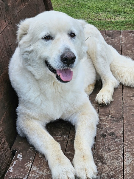 Sammy