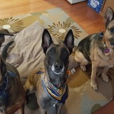 Entry image for Hans, Zeva, Abby 