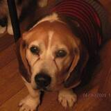 Entry image for Larry formerly Lariat