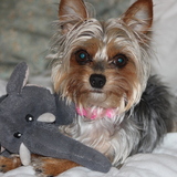 Entry image for Marley
