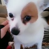 Entry image for BOOG