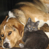 Entry image for Spot & Sam