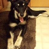 Entry image for Lexi