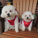 Entry image for Hollie Lu and Susie Belle