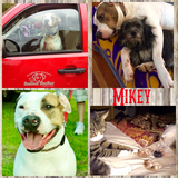 Entry image for Mikey Boh