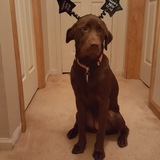 Entry image for Stella