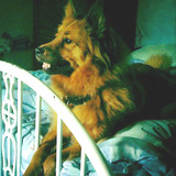 Entry image for Cailey Bear