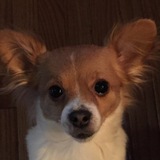 Entry image for Piccolo