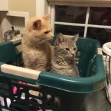 Entry image for Shadow and Buddy doing the laundry