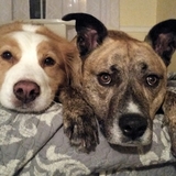 Entry image for Brothers- Rico & Boh 