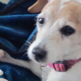 Entry image for Sparky