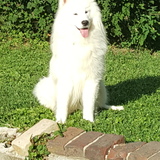 Entry image for Thor