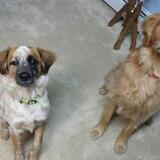 Entry image for Buddy