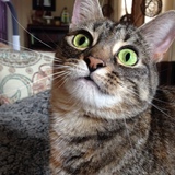 Entry image for Lucy (AKA: "The Goose")