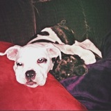 Entry image for Opal & Izzy