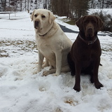 Entry image for Bo and Remington