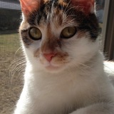 Entry image for Cleo
