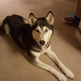 Entry image for Lakota