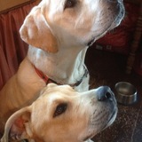 Entry image for Berkley and Hank