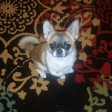 Entry image for Lilbit
