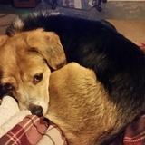 Entry image for Sunny aka The Sunshine Beagle