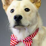 Entry image for Louie