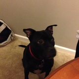 Entry image for Dodger