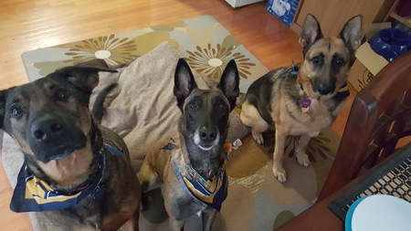 Entry image for Hans, Zeva, Abby . Clicking this image will show a larger photo