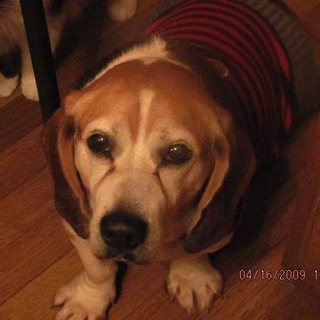 Entry image for Larry formerly Lariat. Clicking this image will show a larger photo