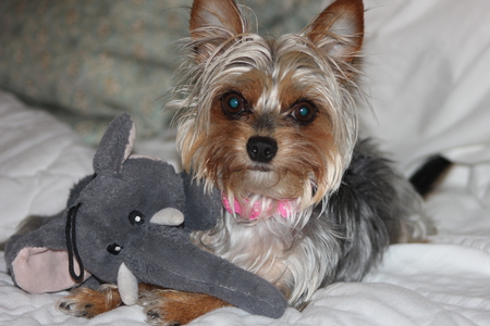 Entry image for Marley. Clicking this image will show a larger photo
